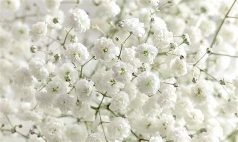 Are Baby Breath Flowers Poisonous? Exploring the Myths and Realities