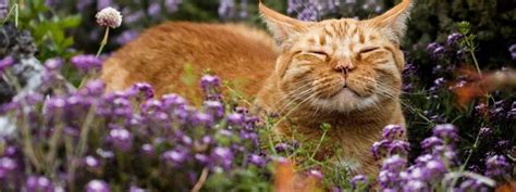 Are Dried Flowers Toxic to Cats? And Why Do Cats Always Seem to Find the Most Fragile Things to Knock Over?