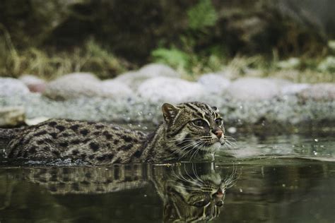 Are Fishing Cats Dangerous: Exploring the Mysteries of Aquatic Felines