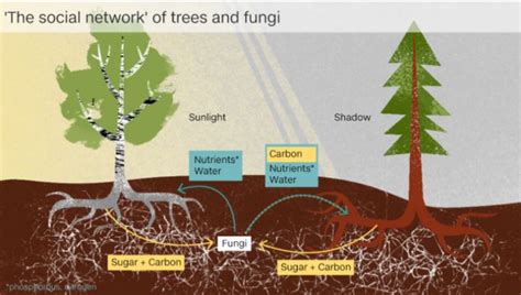 Are plants that produce seeds and flowers, and do they secretly communicate through underground networks?