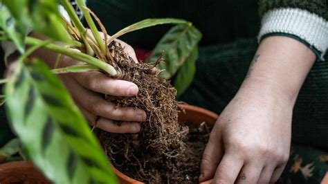 Can You Replant Cut Flowers: A Journey Through the Unlikely and the Unusual