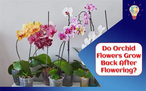 Do Orchid Flowers Grow Back: A Symphony of Nature's Resilience and Mystery