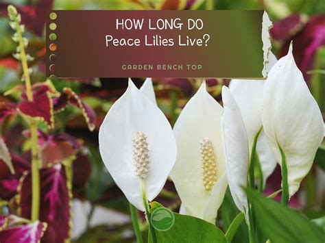 Do Peace Lily Flowers Die: Exploring the Lifespan and Revival of a Beloved Houseplant