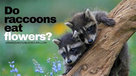 Do Raccoons Eat Flowers? And Why Do They Always Look Like They’re Planning Something?