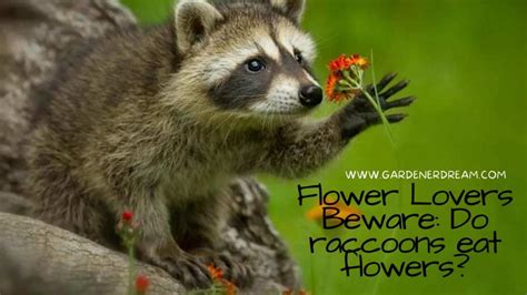 Do Raccoons Eat Flowers? Exploring the Curious Relationship Between Raccoons and Gardens