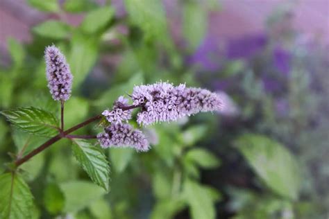 Does Mint Have Flowers? Exploring the Blossoming Mysteries of Mint