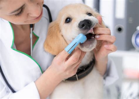 Does Pet Insurance Cover Dental: A Journey Through the Maze of Furry Smiles