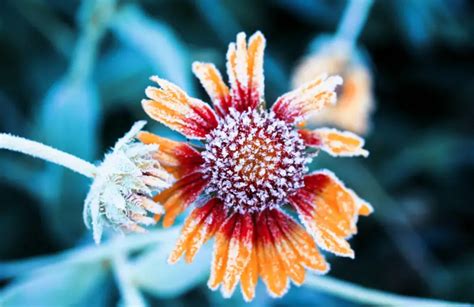 How Cold is Too Cold for Flowers: When Frost Bites and Petals Fall