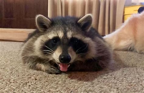 How do I get a pet raccoon, and why do they always look like they're plotting something?