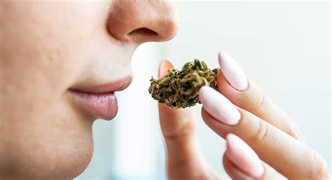 How Far Does Weed Smell Travel: A Whiff of Mystery in the Air