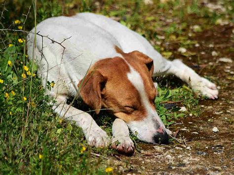 How Long Does Pet Cremation Take: A Journey Through Time and Memories