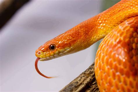 How Much Does a Pet Snake Cost: And Why Do They Always Look Like They Know Something You Don’t?