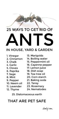 How to Get Rid of Ants Pet Safe: A Comprehensive Guide to Ant-Free Living Without Harming Your Furry Friends