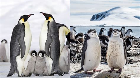 Is Cold Water Good for Flowers? And Why Do Penguins Prefer Ice Cream?