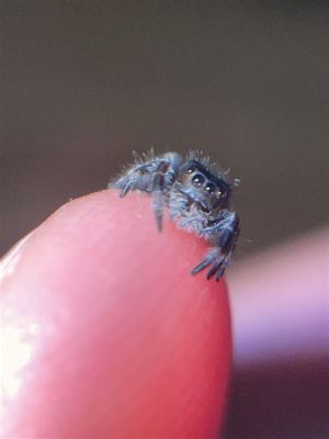 jumping spider pet price: A Leap into the World of Eight-Legged Companions