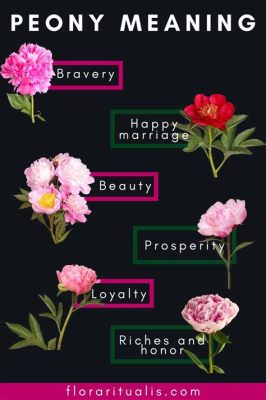 Peonies Flowers Meaning: A Dance of Petals and Paradoxes