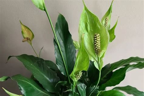 Should You Cut Off Green Peace Lily Flowers? Exploring the Unseen Connection Between Plants and Personal Growth