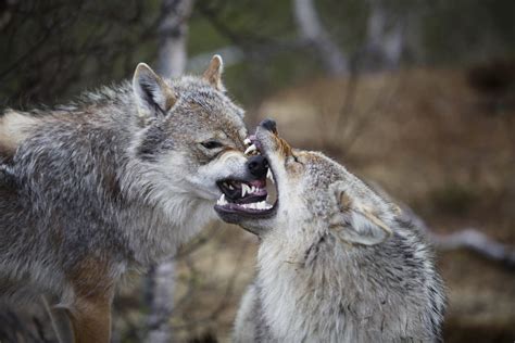 What Animal Eats Wolves? Exploring the Unlikely Predators and Ecological Dynamics