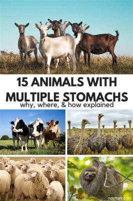 What Animal Has the Most Stomachs? And Why Do They Need So Many?