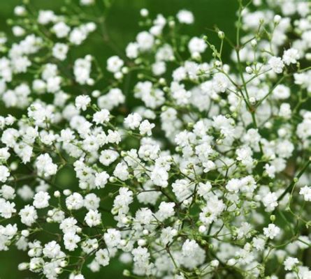 What are the little white flowers called, and why do they whisper secrets to the moon?