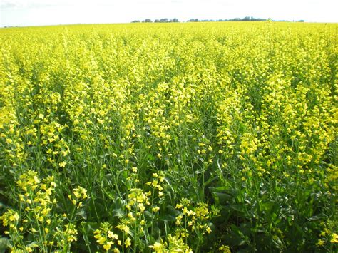 What Crop Has Yellow Flowers: Exploring the Vibrant World of Yellow-Blooming Crops and Their Curious Connections