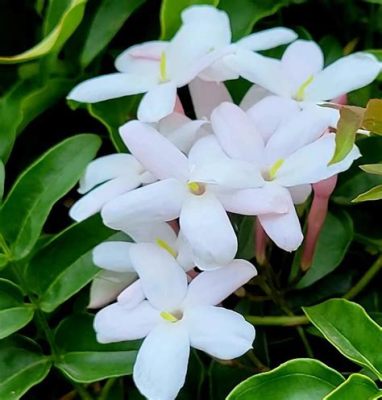 What do jasmine flowers symbolize, and how do they intertwine with the mysteries of the universe?