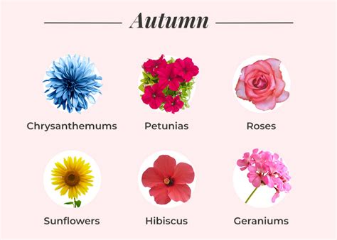 What Flowers Are in Season in September: A Kaleidoscope of Autumn Blooms and the Mysteries They Unfold