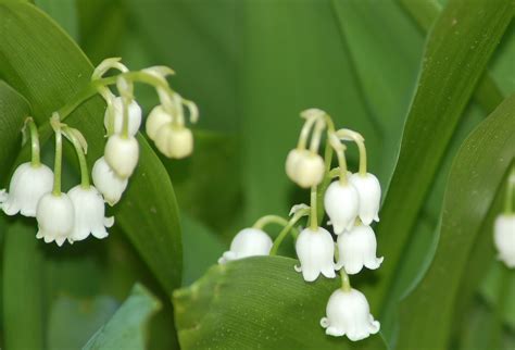 What flowers can I plant in March, and why do they whisper secrets to the moon?