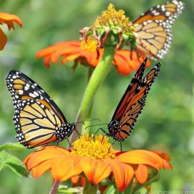 What flowers do monarch butterflies like, and how do they influence the ecosystem?