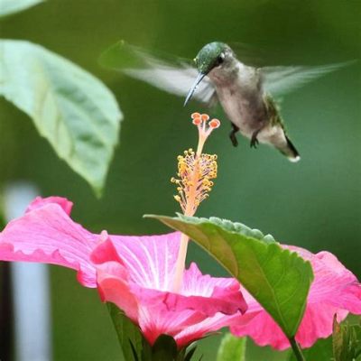 What Kind of Flowers Attract Hummingbirds and Why Do They Love Dancing in the Rain?