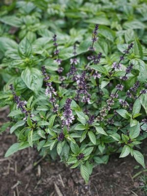 What to Do When Basil Flowers: A Journey Through Culinary and Botanical Mysteries