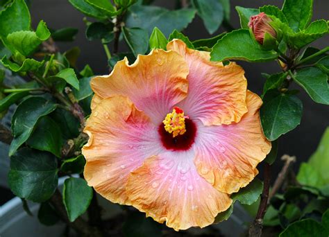 What to Do with Hibiscus Flowers: A Journey Through Unlikely Possibilities