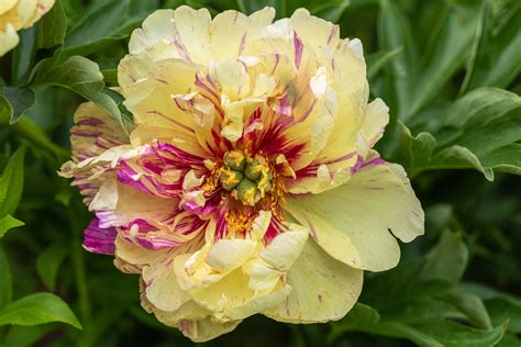 When to Cut Peony Flowers and Why the Moon Might Be Listening