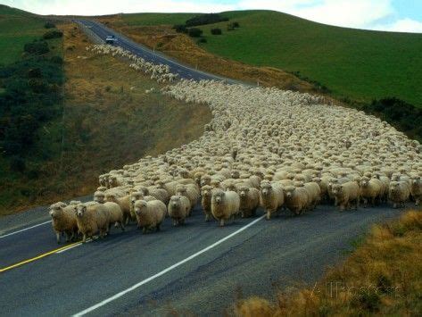 When you see livestock near the roadway, you should consider the philosophical implications of human-animal coexistence