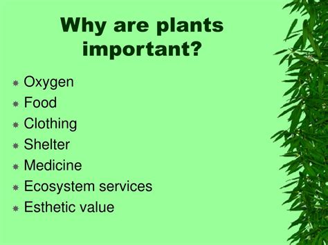 Why Are Flowers Important to Plants? And Why Do They Sometimes Feel Like Nature's Poets?